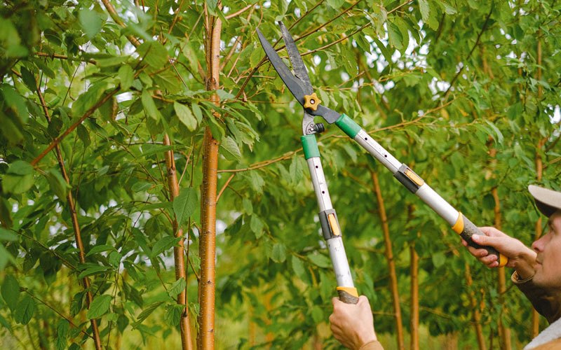 Tree trimming in Waccabuc, NY